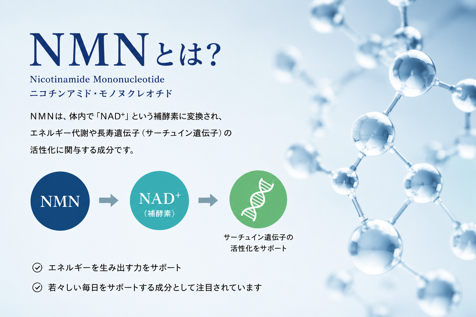 NMNとは？ Nicotinamide Mononucleotide 解説インフォグラフィック