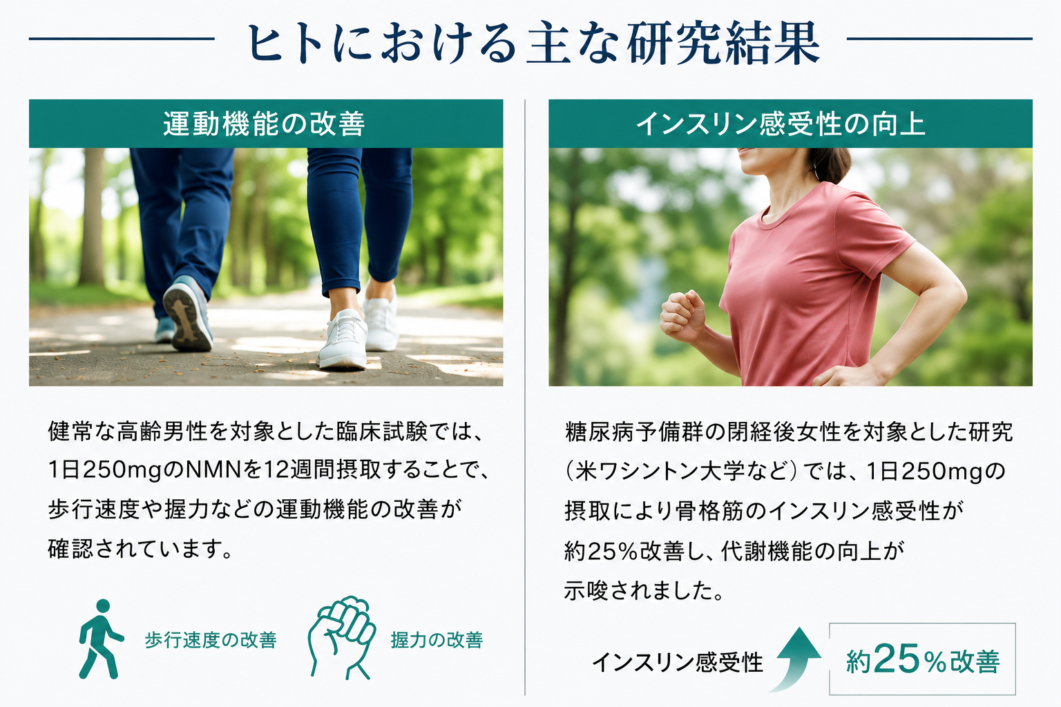 ヒトにおける主な研究結果 — 運動機能改善・インスリン感受性向上 インフォグラフィック