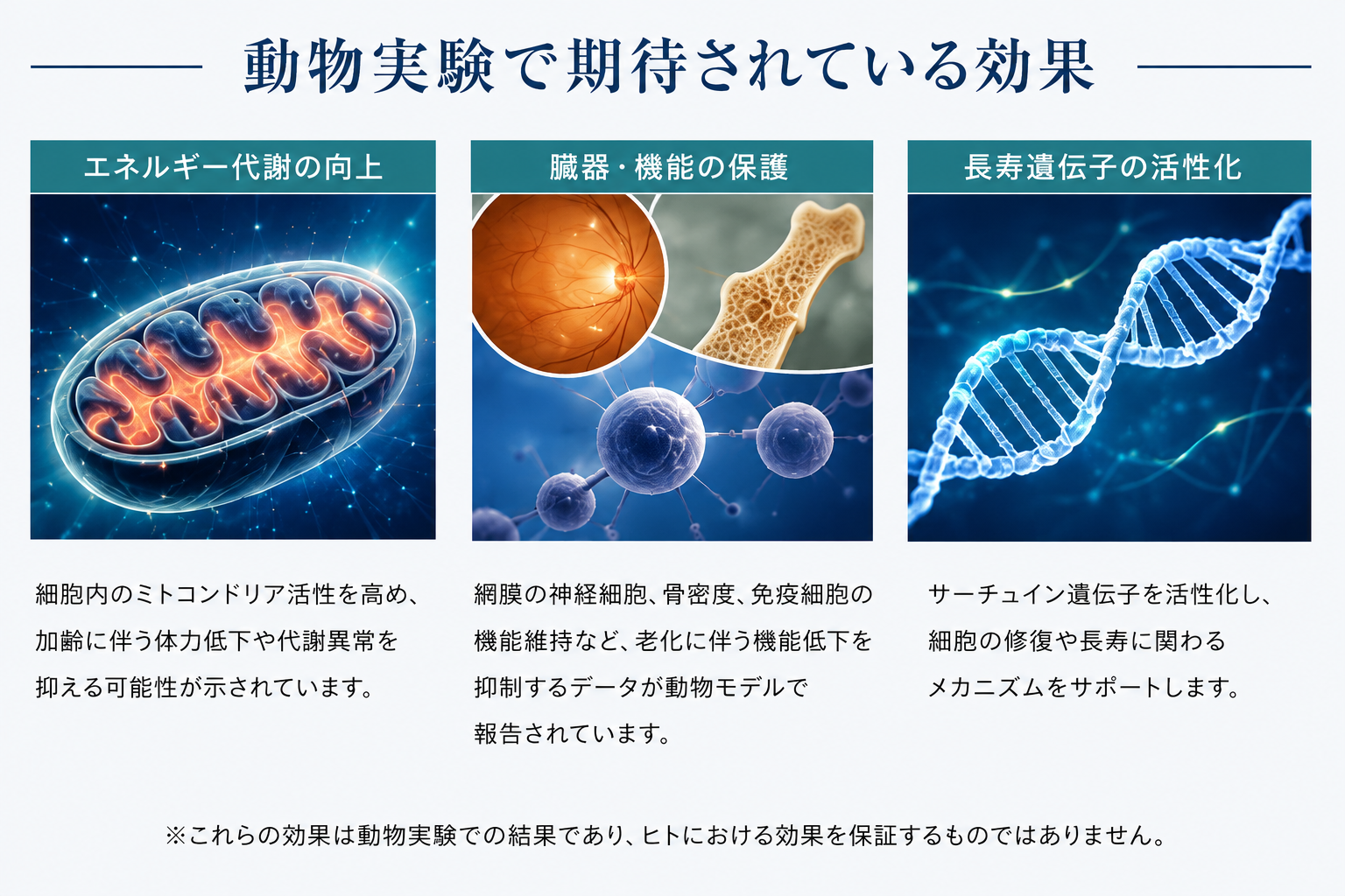 動物実験で期待されている効果 — ミトコンドリア・臓器保護・長寿遺伝子 インフォグラフィック